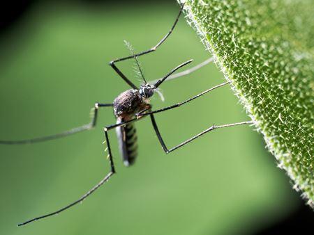 3 Important Reasons To Invest In Mosquito Control Services