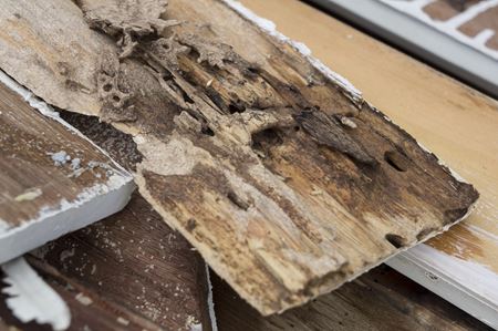 4 Signs Of Termite Damage In Your Home