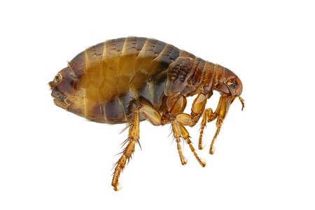 The Urgency of Swift Action: Why Prompt Flea Removal is Crucial