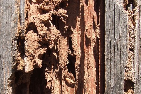 Ways To Prevent Termites